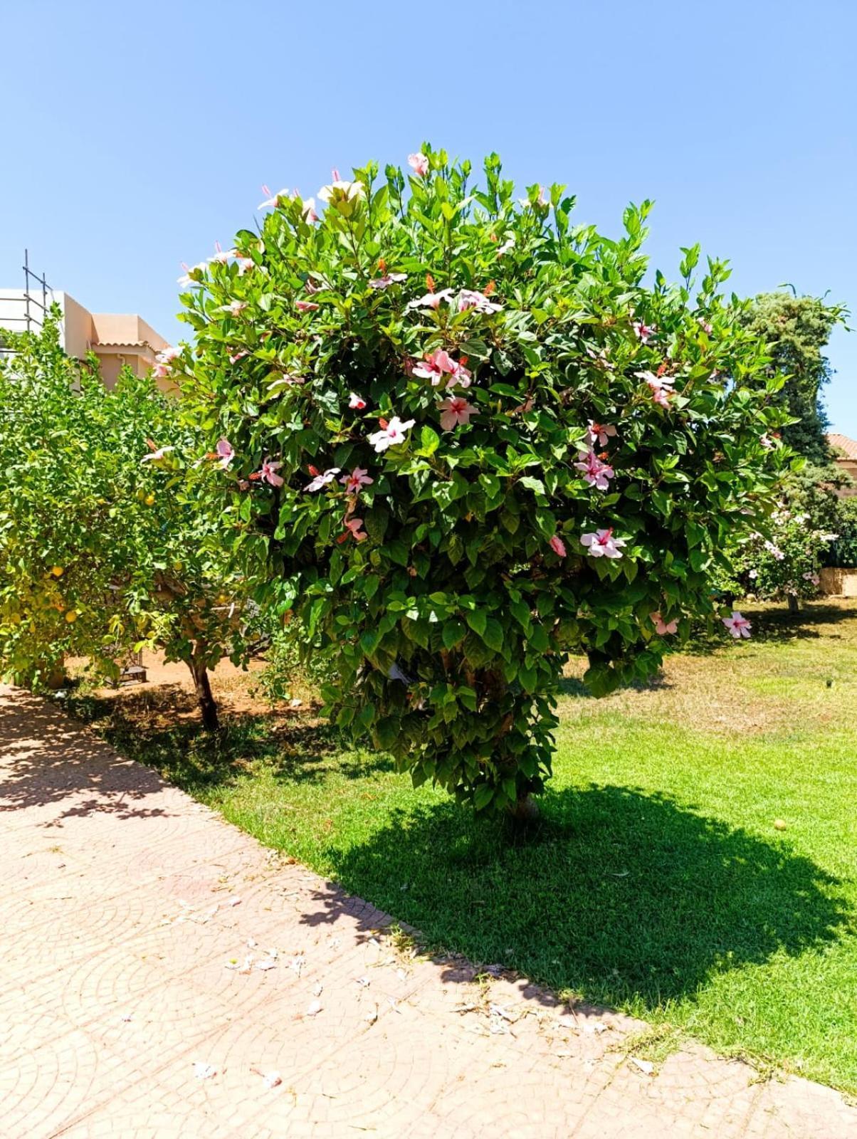 Garden House Mondello Palermo Villa Bagian luar foto